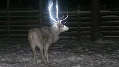 finland-fluorescent-antlers