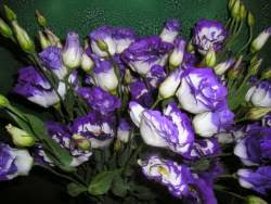 10 bunga anggrek termahal  didunia zulfa maragis