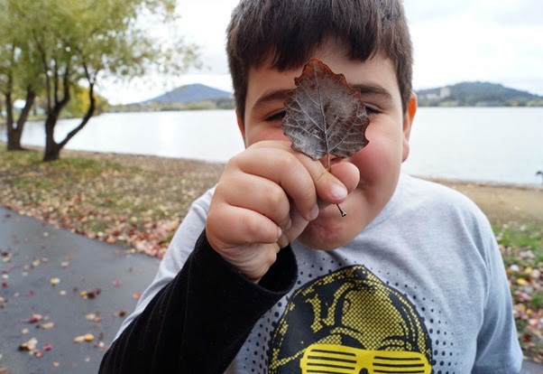 Canberra - Collecting Leaves