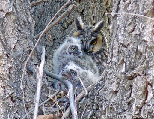 Long-eared Owl with chicks