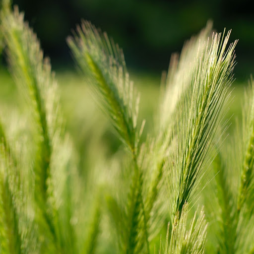 Hd-146055-ascw146055