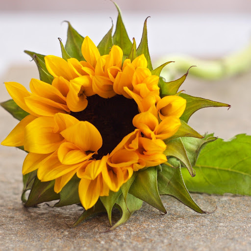 Hd-186126-ascw186126