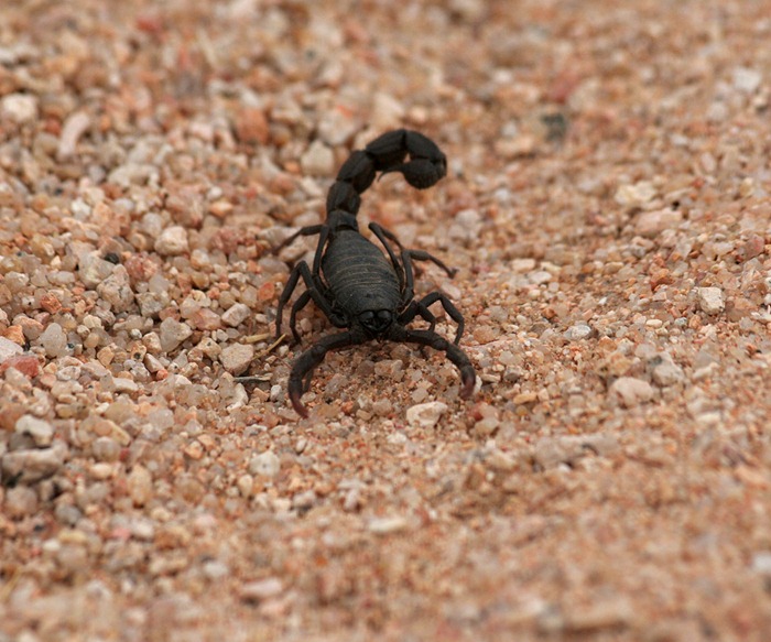 Scorpian Spittzkoppe (1)c