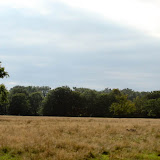 Stejari la iesirea din Horezu catre Targu Jiu