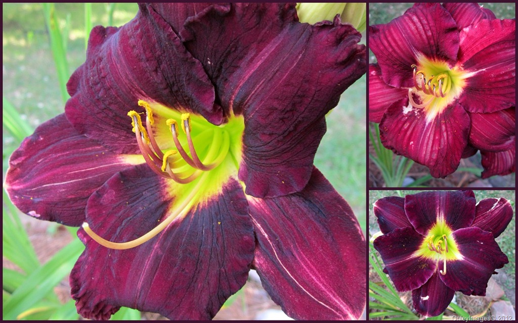 [day-lily-collage2%255B2%255D.jpg]