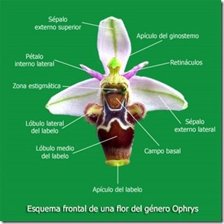 Esquema-Ophrysfrontal_0