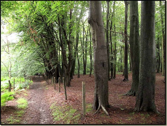 Woodland near Alderley Edge