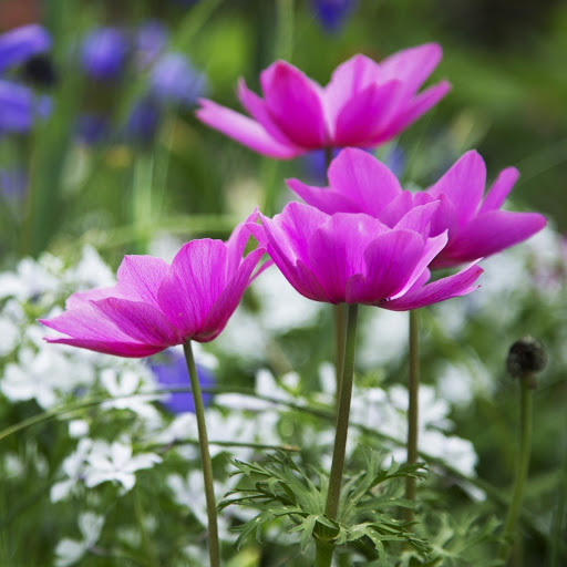 Hd-183362-ascw183362