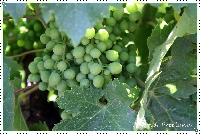 [vineyard8%255B7%255D.jpg]