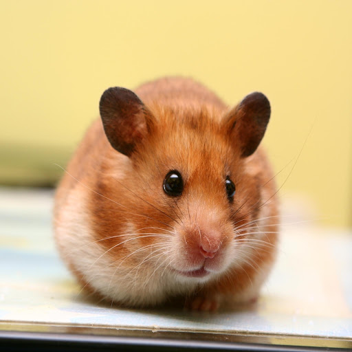 Hd-179061-ascw179061