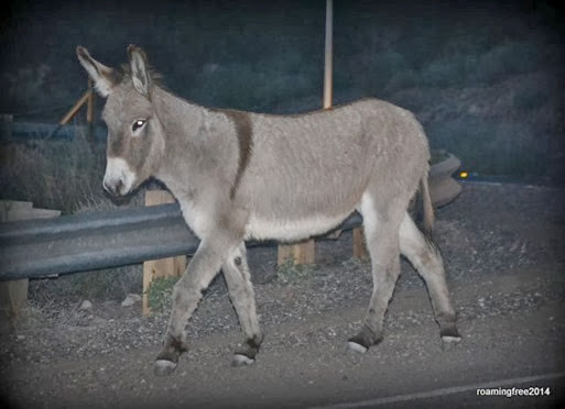 Burro in the road