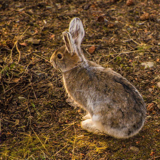 Hd-171256-ascw171256