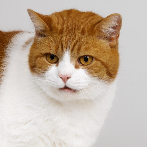 Hd-170845-ascw170845