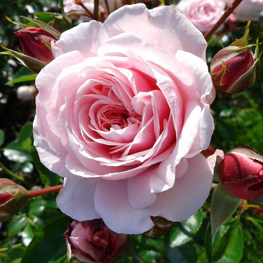 Hd-147115-ascw147115