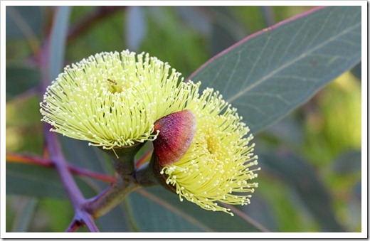 Eucalyptus-preissiana_11