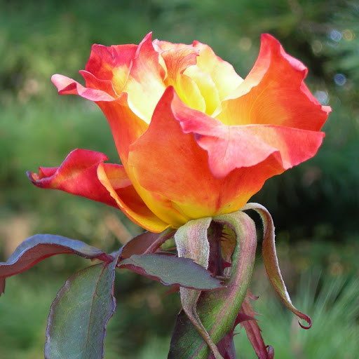 Hd-180219-ascw180219