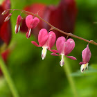 Bleeding Heart