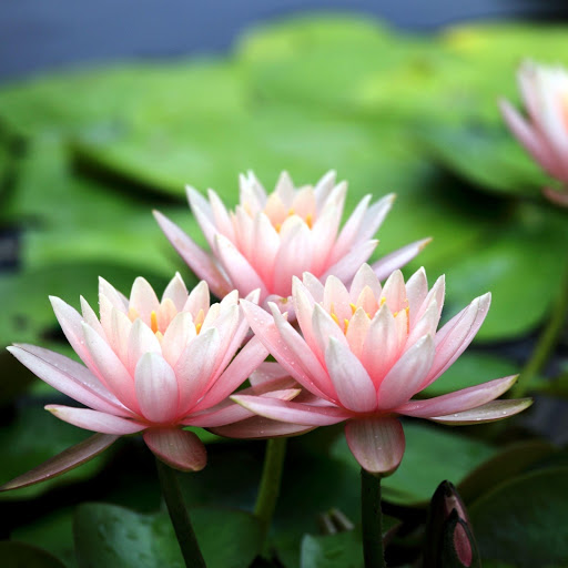 Hd-171852-ascw171852