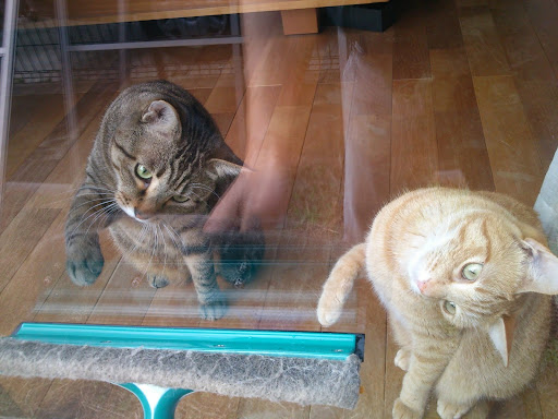 [写真]いっしょに大掃除をする猫たち
