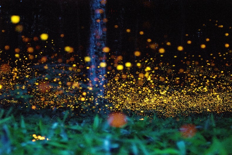 gold-fireflies-2