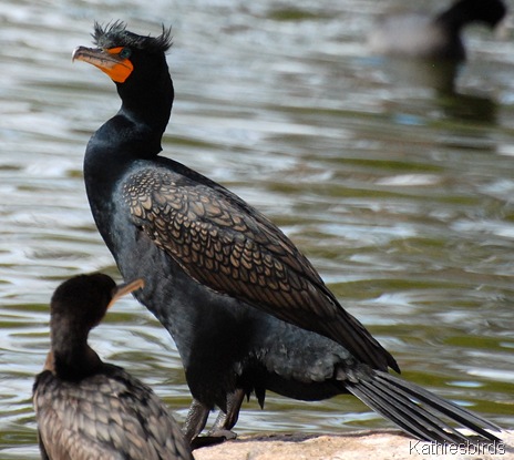 14. DC cormorant-kab