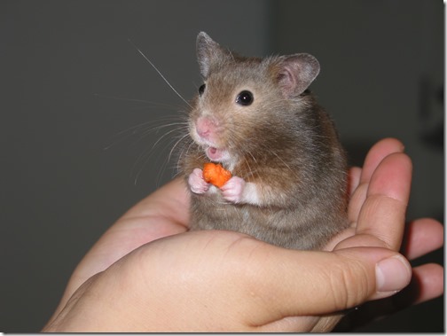 hamster grande imagen (5) hamster grande imagen (5)