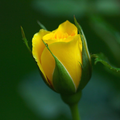 Hd-177484-ascw177484