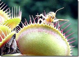venus tanaman pemakan serangga