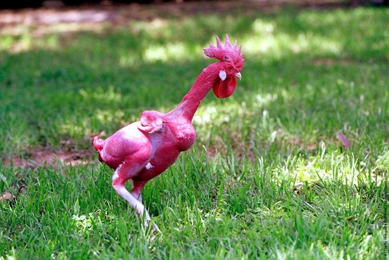 Ready to Cook Featherless Chicken | Amusing Planet