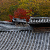 東大寺・紅葉(PK3_0258,85mm,F6.3,K3)2014yaotomi_.jpg