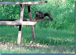 4914 Laurel Creek Conservation Area - evening walk - squirrel on picnic table