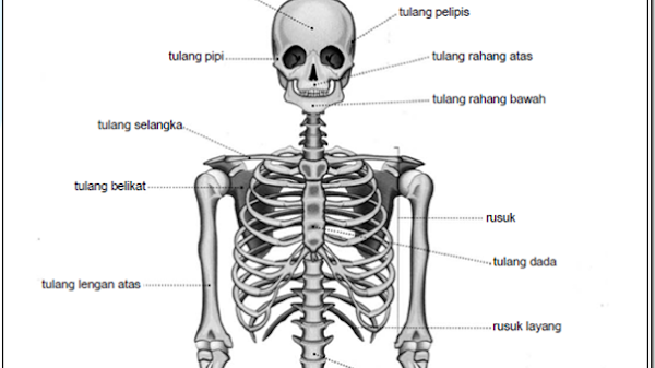 Tulang Wangi Adalah Ini Fakta yang Perlu Kamu Ketahui