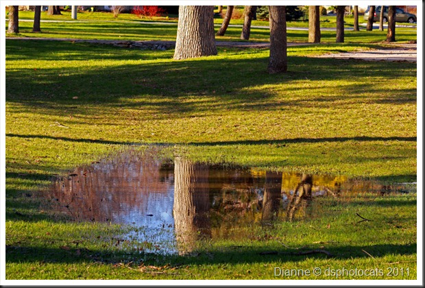 IMG_9672 Reflections In The Park 8x12