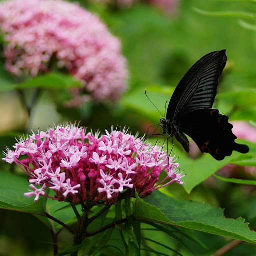 Hd-139386-ascw139386