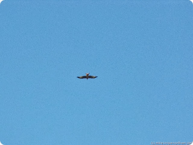 red kite over hunstanworth