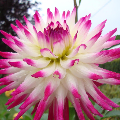 Hd-170260-ascw170260