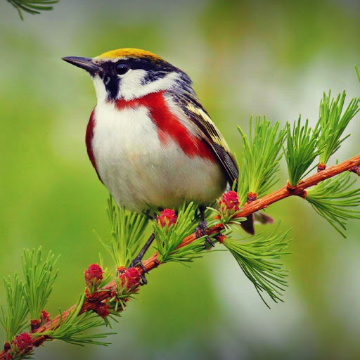 Hd-179851-ascw179851