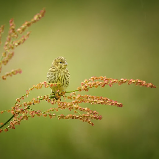 Hd-164958-ascw164958