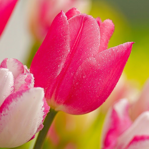 Hd-169430-ascw169430