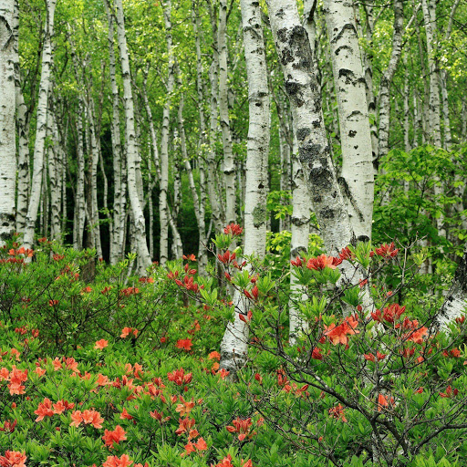 Hd-156485-ascw156485