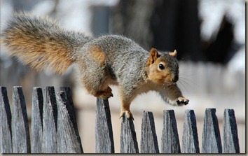 animal-photography-funny-squirrels