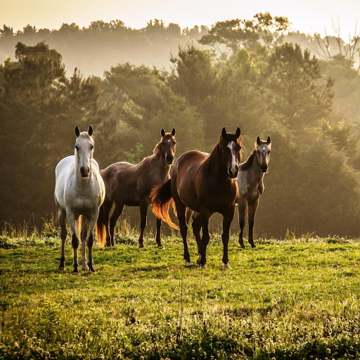 Hd-141780-ascw141780