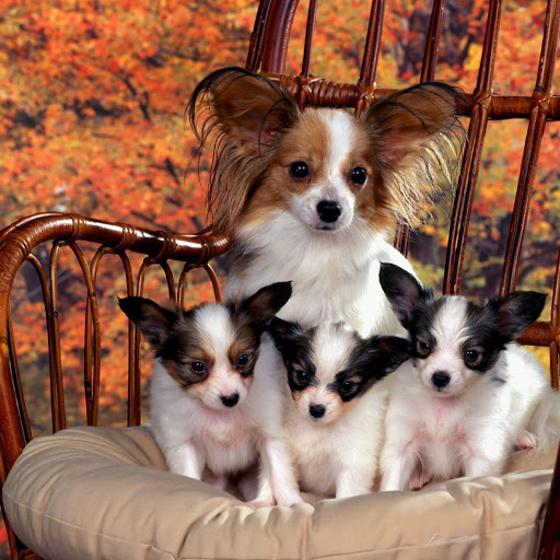 Hd-181831-ascw181831