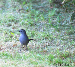 2.Catbird Maine-kab