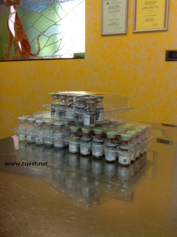 [vaccinare%2520il%2520gatto%255B1%255D.jpg]