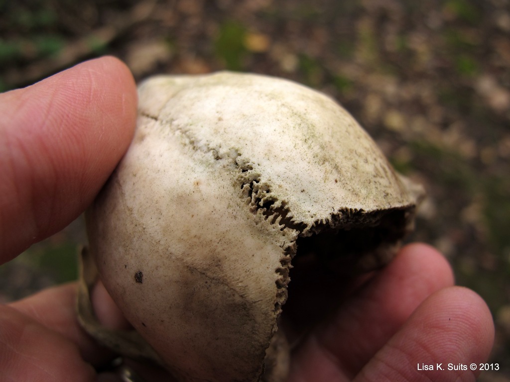 [skull%2520articulation%255B5%255D.jpg]