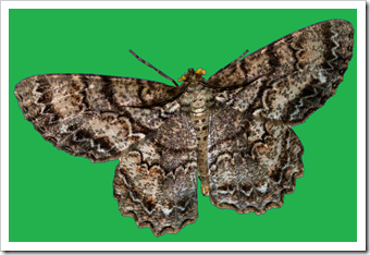 moth9 moth9