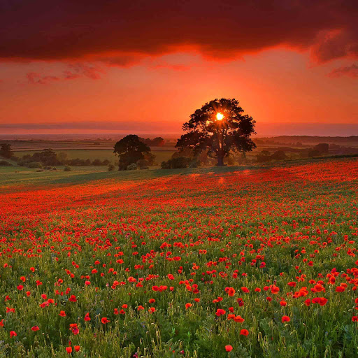 Hd-132032-ascw132032