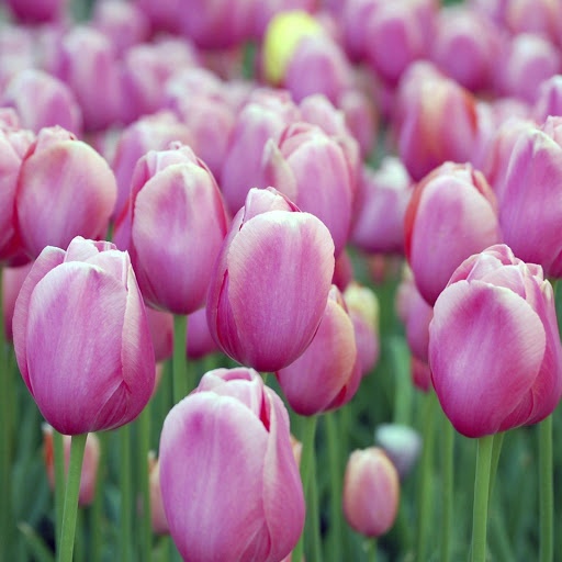 Hd-172329-ascw172329