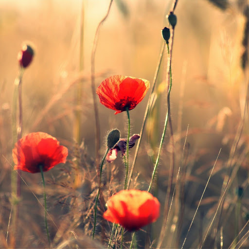 Hd-151449-ascw151449